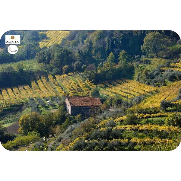 Weinberge bei der Ortschaft Gambellara in der italienischen Provinz Vicenza - Cantina24.