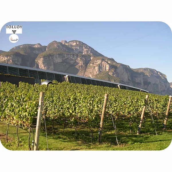 Vineyard of the Cantina Tolloy in South Tyrol - Cantina24.