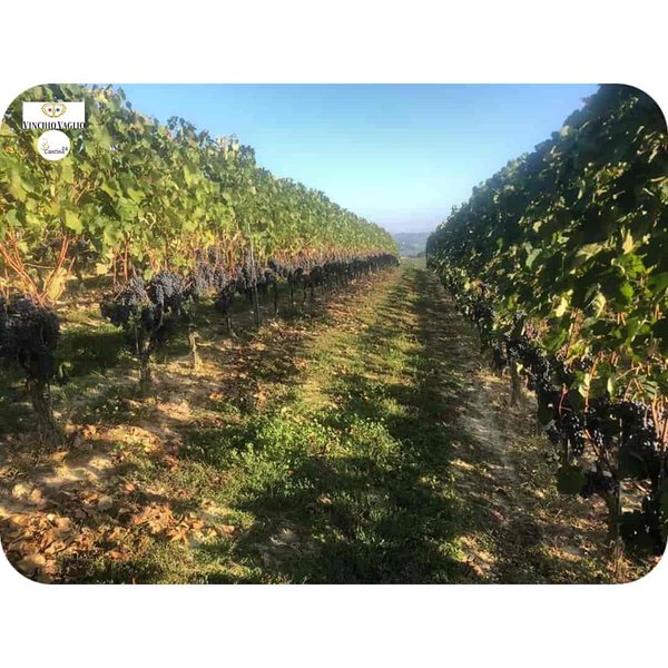 Vines from the Vinchio-Vaglio Serra Community in Piedmont - Cantina24