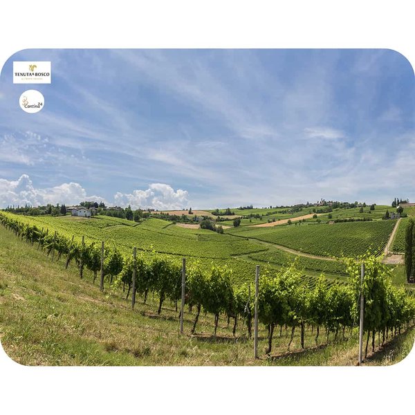 Tenuta Il Bosco vineyards in Lombardy.