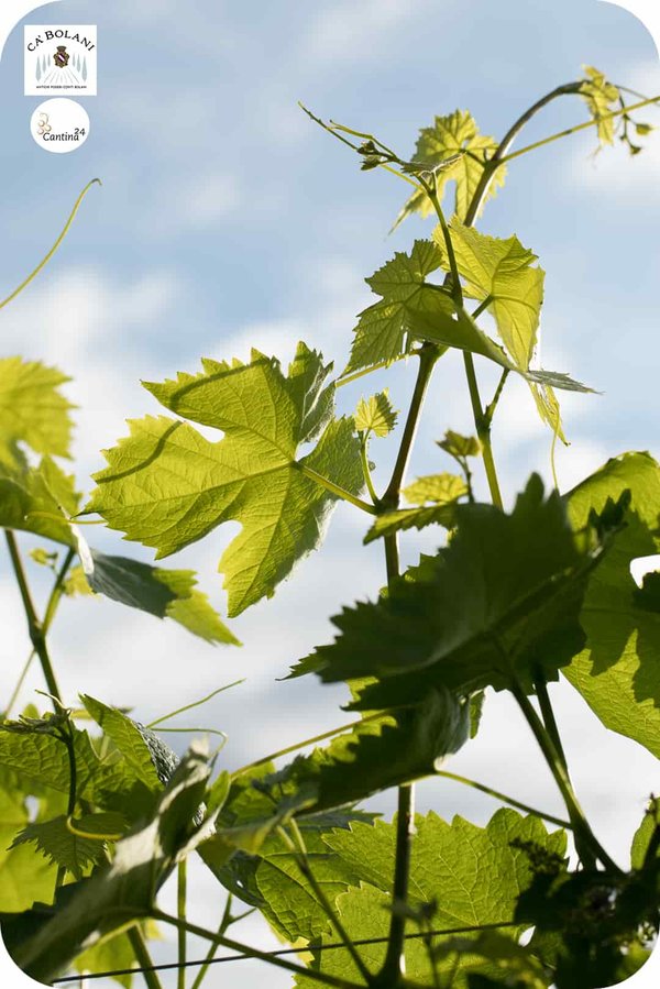 A vine plant at the Ca 'Bolani winery - Cantina24.