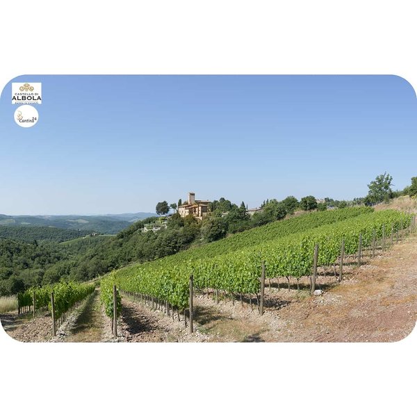 Vineyards in Tuscany - Castello di Albola - Cantina24.