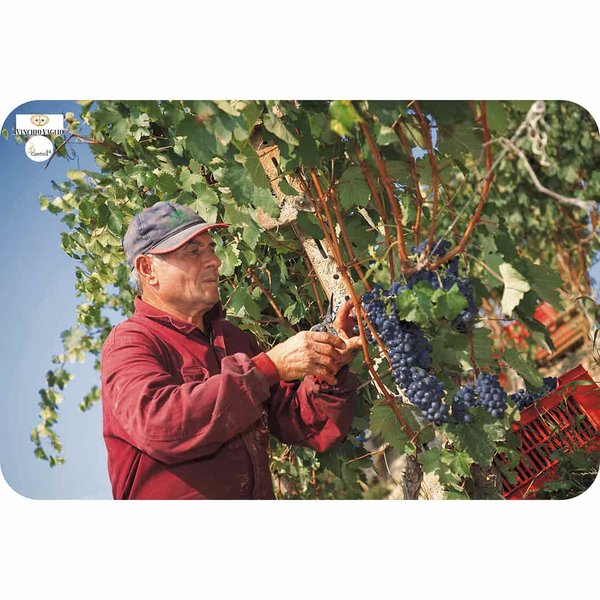 Grape harvest at Vinchio-Vaglio Serra in Piedmont - Cantina24