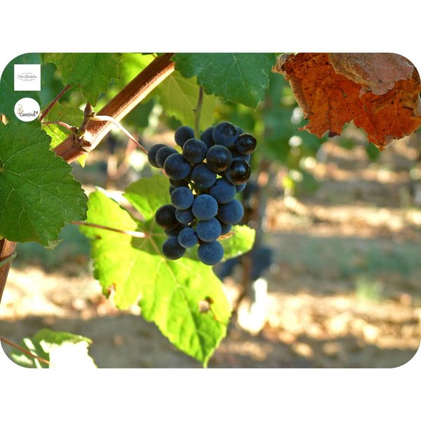 Grapes on the vine - Podere San Cristoforo.