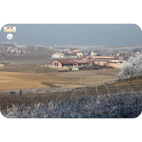 Vineyards in winter at Cantina Bertagna