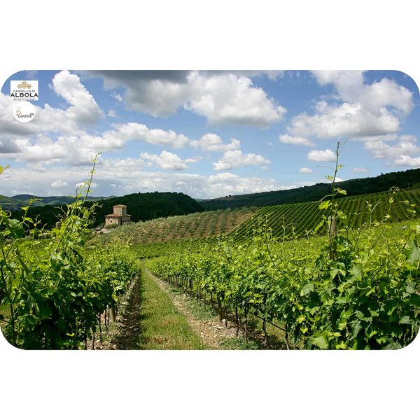 A vineyard in Castello di Albola - Cantina24.