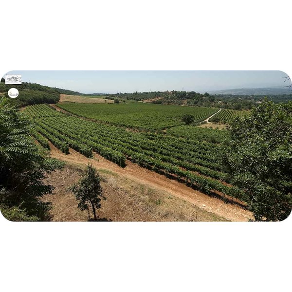 Panorama of the Tenute Ferrocinto vineyards - Cantina24.