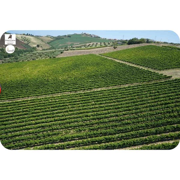 Vineyard in Abruzzo - Cantina24.