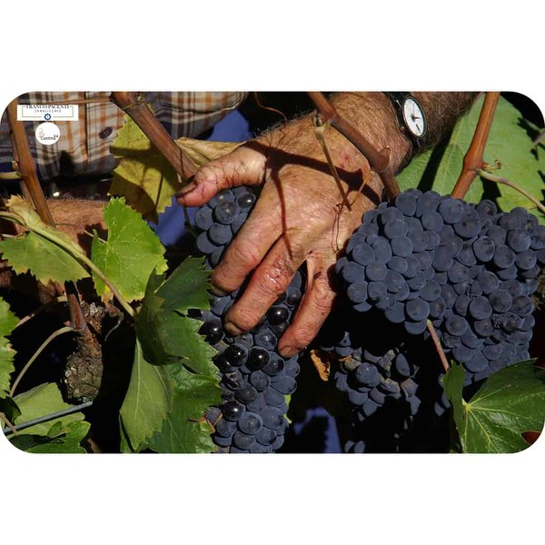 The Sangiovese grape variety is harvested - Cantina24.