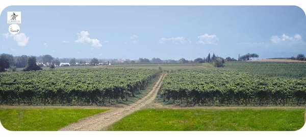 Le Morette vineyards - Cantina24.
