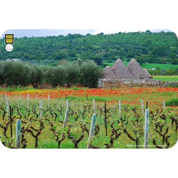 Vineyard in the province of Taranto in southern Italy - Cantina24.