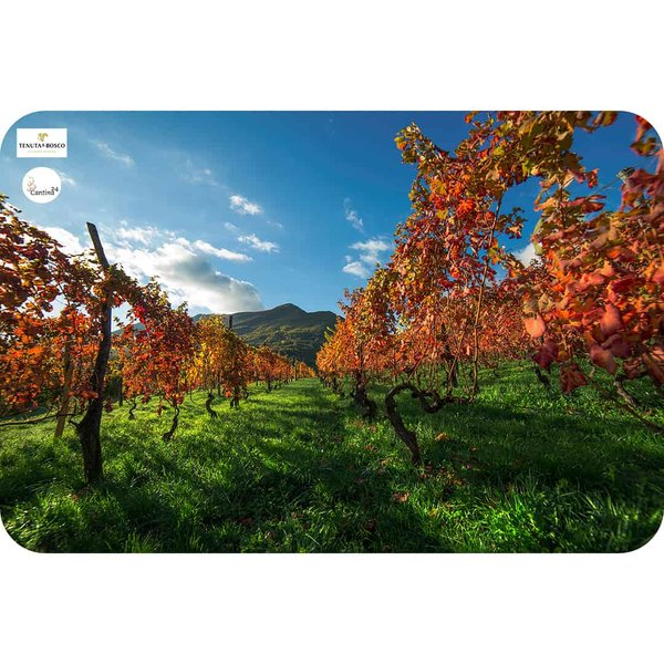 The vineyards of Tenuta Il Bosco in autumn.