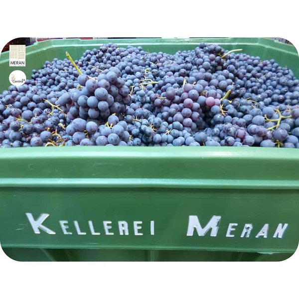 Grape harvest at the Merano winery - Cantina24