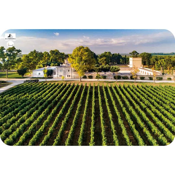 A vineyard of the Masseria Altemura - Cantina24.