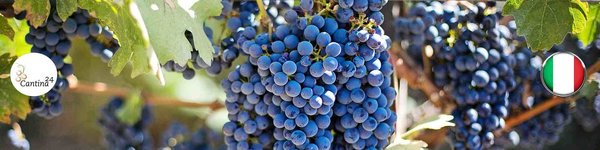 Image of grapes on a vine - Cantina24